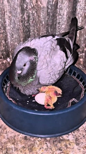 #kabootar #kabutarandekabdetehain #pigeon#kabutar #pigeonlaver #pigeonlover #raisenpigeons #birds