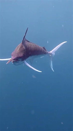 How to catch black marlin