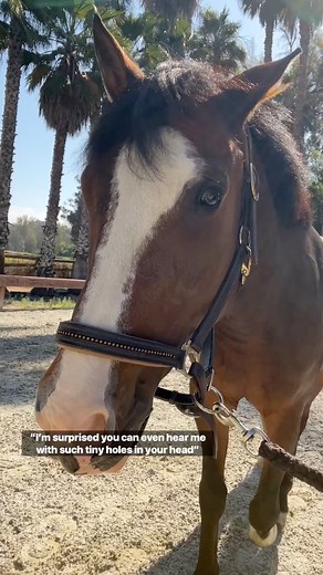 3.2K views · 190 reactions | Wait, what did the pony say?  #horsesandhumor #horse #pony #piperthepony | Evan’s Horses & Humor | Facebook
