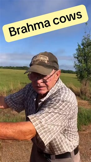 Brahma cows on the farm #cow #farm #farmer #farming ##tiktoklive##livehighlights. | The Farm of Cussing