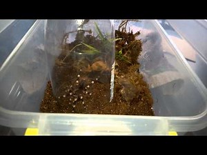 Tarantula Rehousing Tips … With Videos!