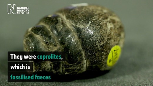 What is a coprolite? | Natural History Museum