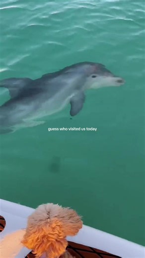 baby rocket! ❤️ #explorepage✨ #dolphin #floridacheck #dogsoftikok #florida