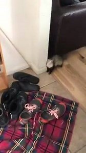 1.6K views · 19 shares | Adorable ferret encounters snow for the first time  Credit: ViralHog | Viral Video | Facebook