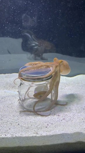 Meet Luke: The Gorgeous Octopus Munching on Clams!