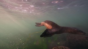 Download Undersea Wildlife Sea Lion in super slow motion 4K 120fps for free