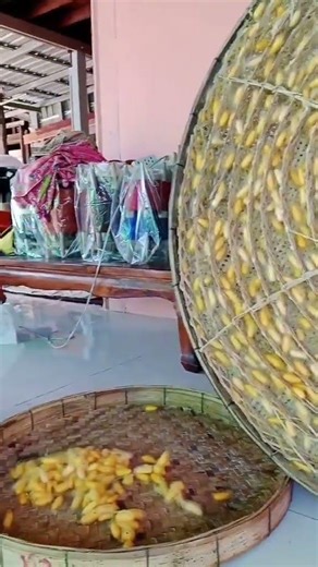 เลี้ยงไหม #ศรีสะเกษ ไหมบ้าน