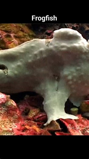 Frogfishes are fascinating marine creatures. They are small, stocky fish with large mouths and often prickly skins. They can be found in shallow tropical waters. These unique fish are masters of disguise. They’re covered in spinules and other appendages that aid in camouflage. Some species can even change color or mimic other organisms like algae or hydrozoa. Most frogfish have a forward-facing dorsal fin that hangs over their mouth. This fin acts as a lure to attract prey, making them effective