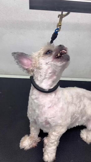 these sassy shihtzus #husky #huskypuppy #huskylove #huskygram #huskylife #huskyphotography #huskypics #huskynation #huskymix #huskylovers #huskyofinstagram #huskylover #huskydog #huskyworld #huskypuppies #huskypup #huskysofinstagram #huskylovingclub #huskymom #huskysiberiano #huskyoftheday #huskys #huskyreq #huskyproblems #huskypic #huskyfamily #huskypage #huskycute #huskyheaven #HuskyPride | Dogsbylogan