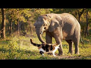 Cat and Elephant Fight Video