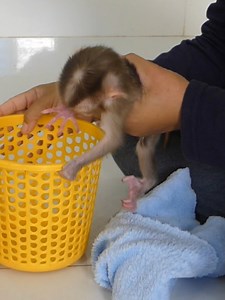 Smart Baby Monkey Bom's Family | Mr Bon