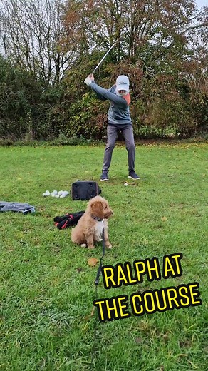 Does your club allow dogs? 🐶 . . . . . . . #golfdog #golfcoursedog #juniorgolf #golfswing #vokeywedges #golftok #golfer #golfjourney #golfislife #cockerpoo #puppylove #golf