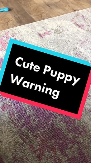 river_the_catahoula on TikTok