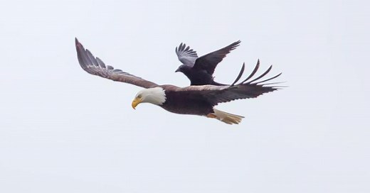 Biologist demystifies crow's ride on back of eagle