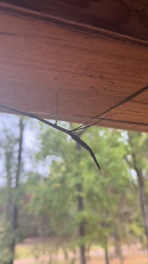 29 reactions · 3 comments | Chad Nation on Reels | Facebook