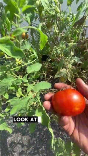 Fresh Off the Vine! My First Tomato Harvest