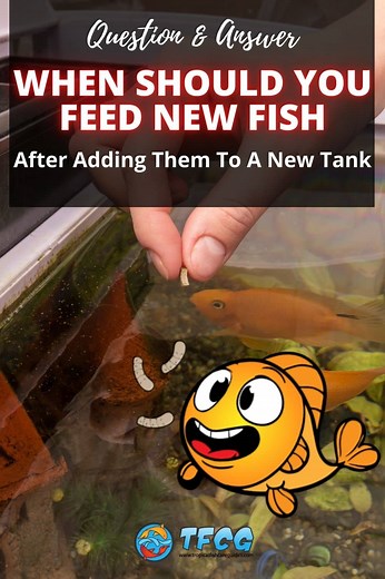 When Should You Feed Your Fish After Adding Them To A New Tank? | TFCG