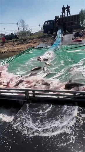 Fish release #fyp #viralvideo #tiktokshop #fish | fish