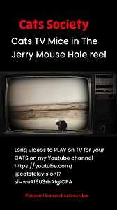 Cats TV Mice in the Jerry Mouse Hole reel . Full length video coming up very soon. More entertaining videos for your CATS please Subscribe to my Youtube channel https://youtube.com/@catstelevision1?si=wuRl9U3rhAtgIOPA | Cats Society