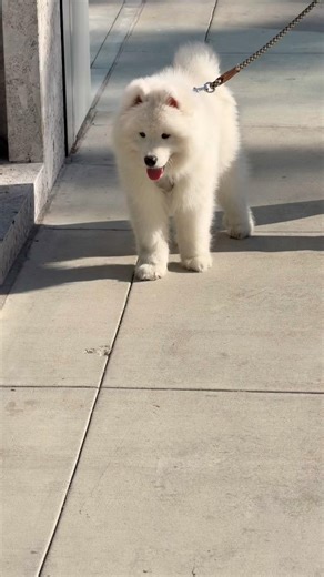 #puppy #dog #puppies