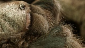 Tilt Tarantula Legs Top Head Macro 库存影片视频（100% 免版税）30902407 | Shutterstock