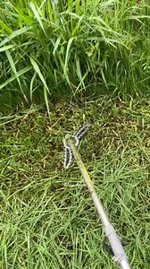 using chain link | Edy Agro