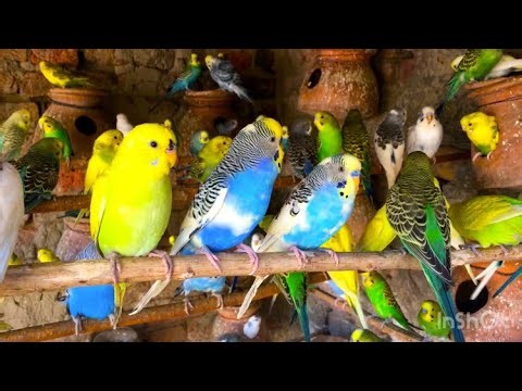 Beautiful Budgies singing | Budgies birds sounds