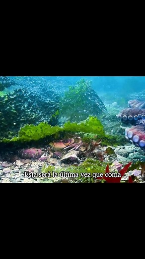 #fyp #animales #faunasalvaje #animalesdelmundo | animals