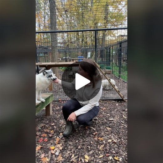 I’m excited for this! Try to ignore the chaotic screams 😅 #wildlife #rescue #sanctuary #fox #animals #storytime #fyp