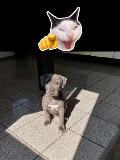 Exploring Amstaff Culture in Germany