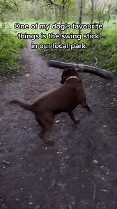 5.6K views · 294 reactions | Reaction video coming tomorrow!殺 #christmas #goodboy #dogsoftiktok #familyfirst #familygoals #familytime #FamilyLove #Family #familyfun | Angela Gillon | Facebook