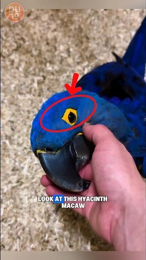 This Stunning Blue Parrot Can Live 60 Years! The Shocking Truth Behind Its Price!
