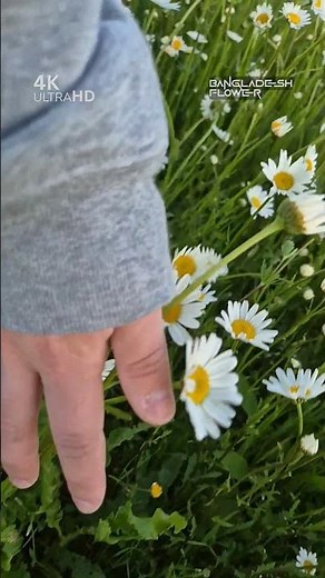 April Flower Bloom | 4K Springtime Nature Video #naturevideo #4knature #beautifulscenery