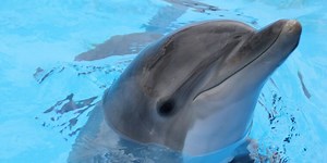 The solid legal theory behind Nintendo’s new emulator takedown effort