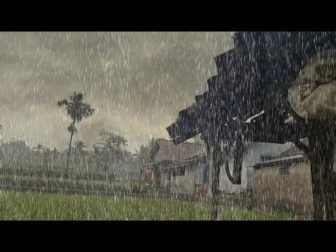 Heavy Rain Over Beautiful Rice Terraces – Deep Sleep, Relaxation & Stress Relief