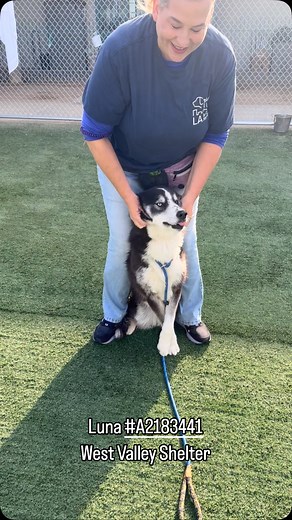 128 reactions · 21 comments | Luna #A2183441 West Valley Animal...