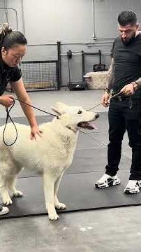 Delta K9 Behavior Modification Process