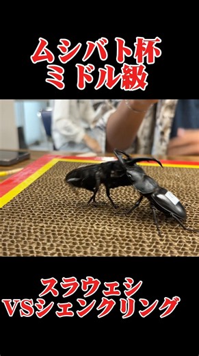 第18回ムシバト杯ライト級 シェンクリングオオクワガタVSスラウェシオオヒラタクワガタ #shortvideo #クワガタ#ムシキング