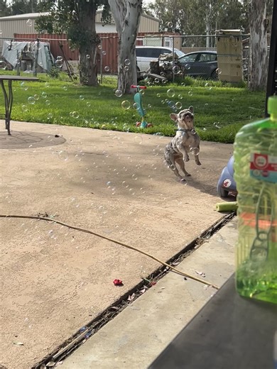 Chasing bubbles