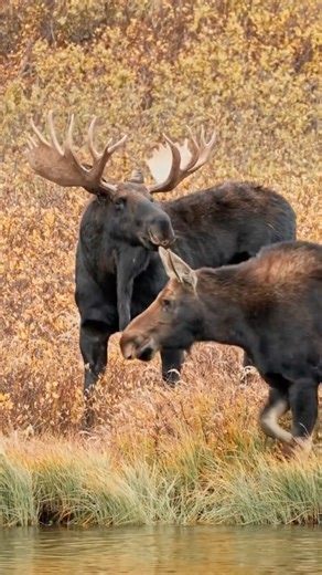 Black bull elk successful got shot by 12 gauge shotgun..