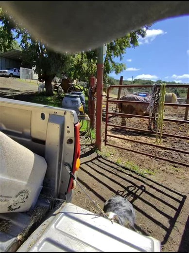 #ranchlife #asmr #sheddingasmr #shedding #muddymess #mud #shavings #gypsycob #stallion