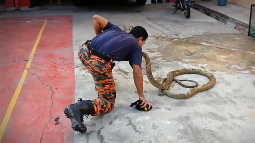 He beat 8 deadly snake bites - then the 9th won