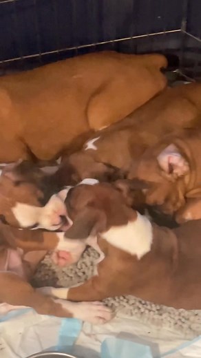 1.1K views · 23 reactions | Baby Boxer playtime | Borealis Boxers | Facebook