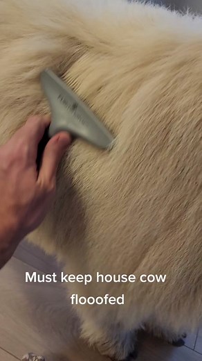 Adorable Miniature Cow Compilation | Cute Baby Cow Videos