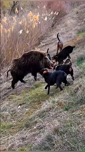 Brave Hunting Dogs vs Wild Boar Intense Forest Battle#wildboar#boarhunting #hunting