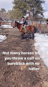 Good Ol pee wee #cowboy#ranchin#daythuggin#outwest#colorado#wildwest#rockymountain#cows#horses#calf#calves#eightbarranch#punchy | Tucker Daubs