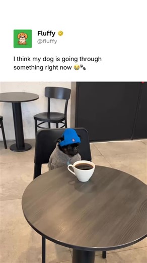 Pubity Pets on Instagram: "@Fluffy posts the best pet content on Instagram daily 🐾 Sitting quietly with a cup nearby, this pup looks deep in thought like he’s questioning all of life’s choices. Proof that even dogs have their “don’t talk to me before coffee” moments. (🎥: @charlie_the_griffon via ViralHog)"
