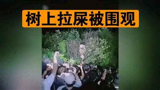 网传一男子在梧桐山的树上拉屎？闹了个大乌龙