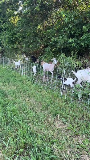24K reactions · 822 shares | Chomping down on some Mulberry, nettle, burdock, poison ivy, wild parsnip, and Multiflora rose. | Iowa Kiko Goats | Facebook