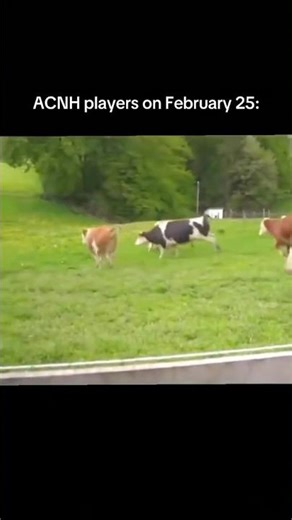 Every Animal Crossing player soon 😂 | ACNH